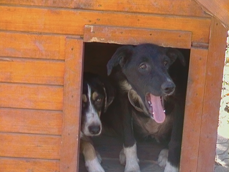Animal Rescue Bulgaria Home